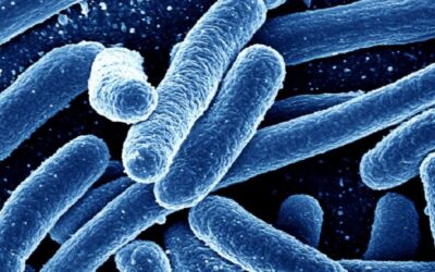 ¿Qué es la bacteria E.Coli?